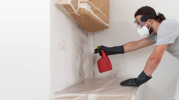 Professional Basement Mold Removal technician working in Kingston, PA