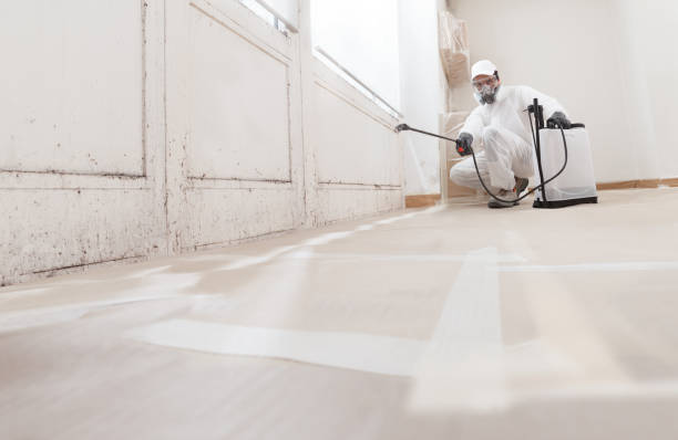 24/7 Emergency Basement Mold Removal experts in Kingston, PA