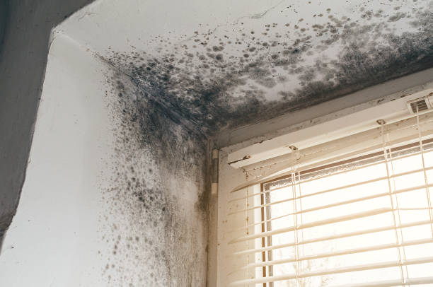 Affordable Basement Mold Removal solutions in Kingston, PA