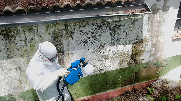 Top rated local Basement Mold Removal specialists in Kingston, PA